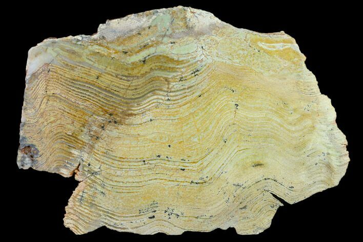 Strelley Pool Stromatolite Slab - Billion Years Old #130636